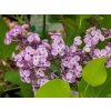 Syringa Pocahontas (2)