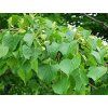 japonica