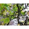tortuosa