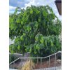 Trnovník, akát Twisty Baby 'Lace Lady' PBR  Robinia pseudoacacia Twisty Baby 'Lace Lady' PBR