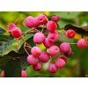 Jeřáb olšolistý 'Red Bird'  Sorbus alnifolia 'Red Bird'