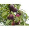 Švestkomeruňka 'Aprisali'  Prunus hybride 'Aprisali'