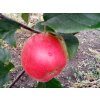 Jabloň 'Florijam'  Malus domestica 'Florijam'
