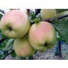 Jabloň 'Anežka'  Malus domestica 'Anežka'