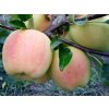 Jabloň 'Anežka'  Malus domestica 'Anežka'