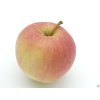 Jabloň 'Svetlana'  Malus domestica 'Svetlana'