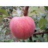 Jabloň 'Svetlana'  Malus domestica 'Svetlana'