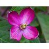 Plamének horský 'Freda'  Clematis montana 'Freda'