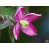 Plamének horský 'Freda'  Clematis montana 'Freda'