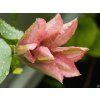 Clematis Rosamunde (2)