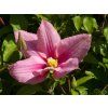 Clematis Rosamunde (3)