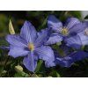 Plamének 'Vistula'  Clematis 'Vistula'