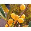 Hlošina okoličnatá 'Pointilla Fortunella'  Elaeagnus umbellata 'Pointilla Fortunella'