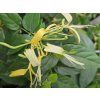 Zimolez obdobný  Lonicera similis var. delavayi
