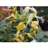 Zimolez obdobný  Lonicera similis var. delavayi