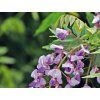 Japonská vistárie  Millettia japonica