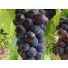 Réva vinná 'Isabella'  Vitis vinifera 'Isabella'