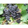 Réva vinná 'Isabella'  Vitis vinifera 'Isabella'