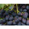 Réva vinná 'Naděžda Azos'  Vitis vinifera 'Naděžda Azos'