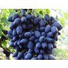 Réva vinná 'Naděžda Azos'  Vitis vinifera 'Naděžda Azos'