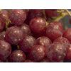 Réva vinná 'Swenson Red'  Vitis vinifera 'Swenson Red'