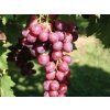 Réva vinná 'Swenson Red'  Vitis vinifera 'Swenson Red'