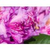 Rhododendron Pink Purple Dream (1)