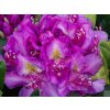 pink purple2