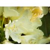Rhododendron Pernilla