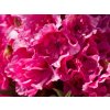 Rhododendron Double Kiss