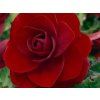 Begonie 'Double Red'  Begonia 'Double Red'
