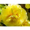 Begonie 'Double Yellow  Begonia 'Double Yellow'