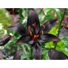 81953 1 81953 1 lilium night rider