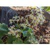 82331 1 lomikamen cortusifolia rubrifolia saxifraga cortusifolia rubrifolia