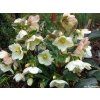 82430 3 cemerice hgc ice n roses white helleborus hgc ice n roses white