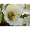 ice rose 2