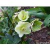 82430 1 cemerice hgc ice n roses white helleborus hgc ice n roses white