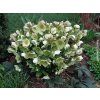 Čemeřice 'HGC® Ice n' Roses White' - Helleborus 'HGC® Ice n' Roses White'  Helleborus 'HGC® Ice n' Roses White'