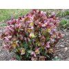 82439 1 cemerice hgc merlin helleborus hgc merlin