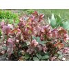 Čemeřice 'HGC® Merlin' - Helleborus 'HGC® Merlin'  Helleborus 'HGC® Merlin'