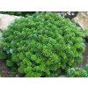 Jedle korejská 'Dark Hill'  Abies koreana 'Dark Hill'