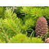 Jedle korejská 'Green Carpet'  Abies koreana 'Green Carpet'