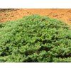 Jedle korejská 'Green Carpet'  Abies koreana 'Green Carpet'