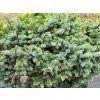 Picea sitchensis 'Nana' (1)