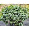 Picea sitchensis 'Nana' (2)