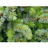 Picea sitchensis 'Nana' (3)