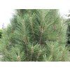 Borovice černá 'Fastigiata'  Pinus nigra 'Fastigiata'