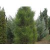 Borovice černá 'Fastigiata'  Pinus nigra 'Fastigiata'