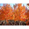 october glory