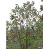 fargesii3